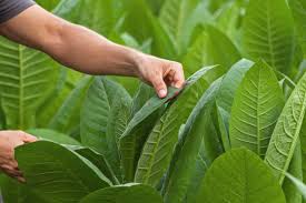 The Alluring Scent of Tobacco in Candles: What It Really Smells Like