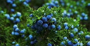 What Does Juniper Berry Smell Like?