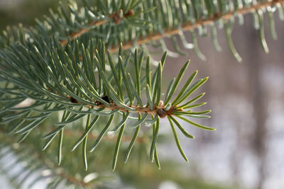 The Scent Guide: What Does Balsam Smell Like?