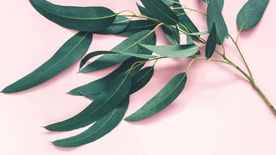 What Does Eucalyptus Smell Like? – The Scent Guide