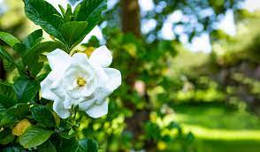 The Scent Guide: What Does Gardenia Smell Like?