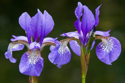 The Scent Guide: What Does Iris Smell Like?