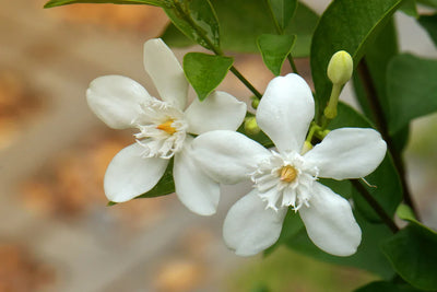 The Scent Guide: What Does Jasmine Smell Like?