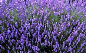 The Scent Guide: What Does Lavender Smell Like?