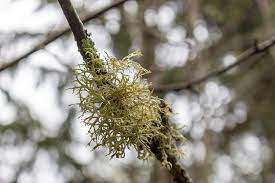 The Scent Guide: What Does Oakmoss Smell Like?