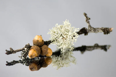 The Scent Guide: What Does Oakmoss Smell Like?