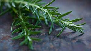 Finding Your Scent: What Does Rosemary Smell Like?