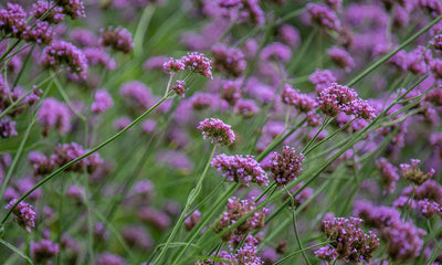 What Does Verbena Smell Like?